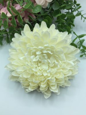 Zinnia grande - Hueso (Ref:34524)